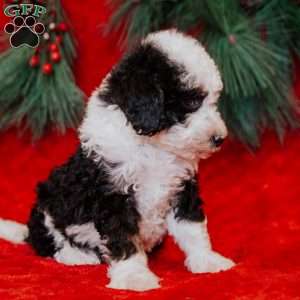 Wanda, Mini Bernedoodle Puppy